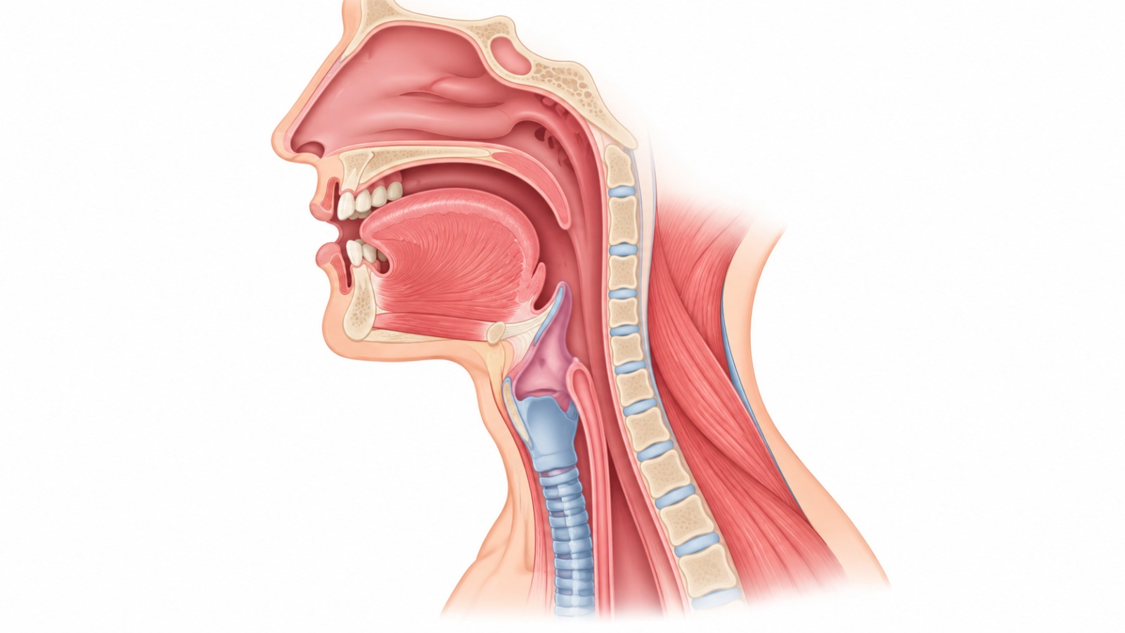 Cross-section illustration of the mouth, tongue, throat, voice box and windpipe used in swallowing and speech